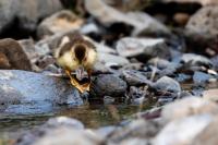 Cairina moschata