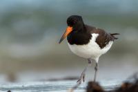 Haematopus ostralegus