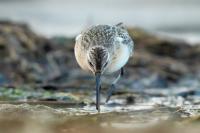 Calidris ferruginea