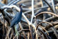 Egretta caerulea 