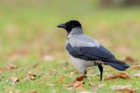 Corvus cornix