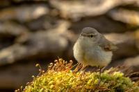 Phylloscopus collybita