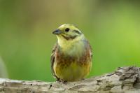 Emberiza citrinella