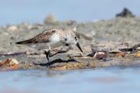 Calidris pusilla      