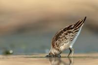 Calidris falcinellus