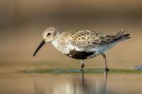 Calidris alpina