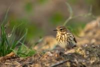 Anthus trivialis