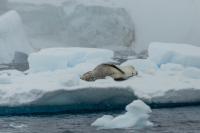 Leopard seal