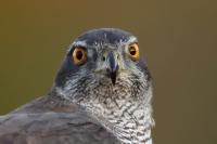 Accipiter gentilis