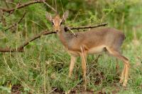 Kirk's dik-dik