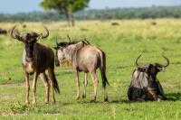 Blue wildebeest