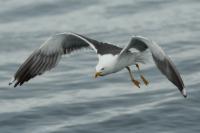 Larus fuscus