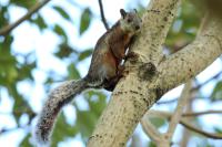 Variegated squirrel