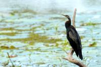 Anhinga novaehollandiae