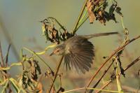 Prinia polychroa