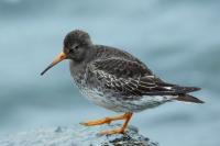 Calidris maritima