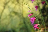 Malta flora 