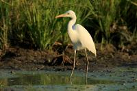 Ardea intermedia