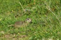 European ground squirrel