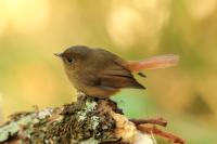 Ficedula tricolor