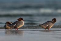 Mergus merganser