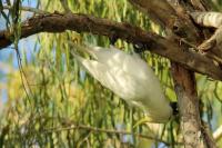 Cacatua galerita