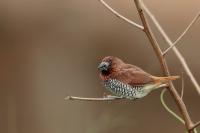 Lonchura punctulata