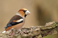 Coccothraustes coccothraustes