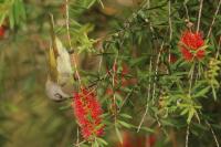 Lichenostomus chrysops