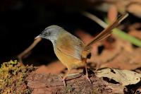 Prinia atrogularis