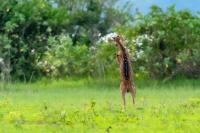 Chital