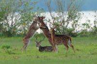 Sri Lanka FAUNA