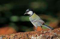 Parus minor