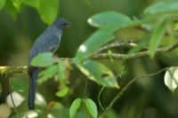 Trogon massena