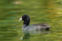 Fulica atra australis