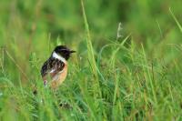 Saxicola rubicola