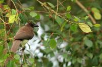 Cyanocorax morio