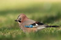 Garrulus glandarius