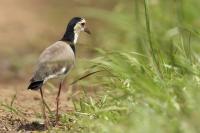 Vanellus crassirostris 