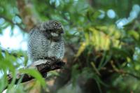 Glaucidium radiatum