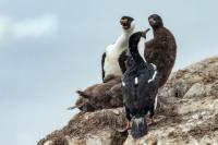 Phalacrocorax bransfieldensis