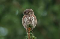 Glaucidium passerinum 