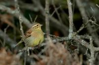 Emberiza cirlus