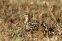 Pterocles gutturalis