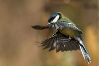 Parus major