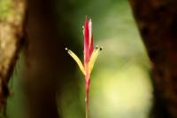 Sri Lanka - Flowers