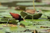 Jacana spinosa