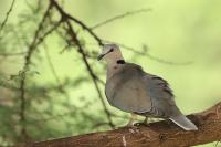 Streptopelia capicola