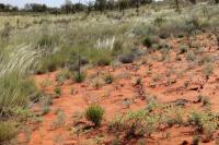 Australia  flora