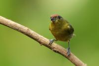 Euphonia gouldi